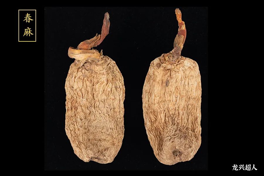 贵州道地药材天麻,道地药材天麻之乡