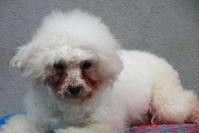 治疗贵宾犬泪痕的方法,贵宾犬喝水多是不是就有泪痕