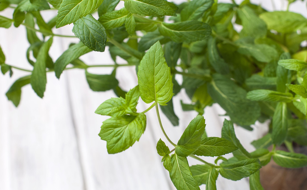 在家种植薄荷的危害,薄荷种植在家可以驱蚊吗