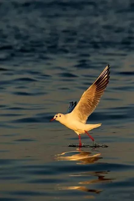 拍鸟平民镜头,业余爱好拍鸟装备