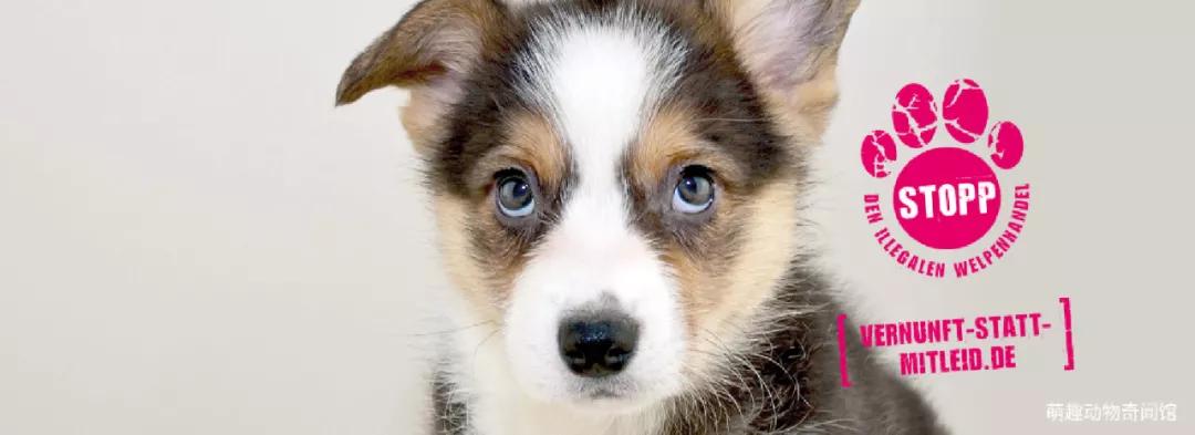 德国养狗暴力杀狗案件,德国杀害狗狗被判刑