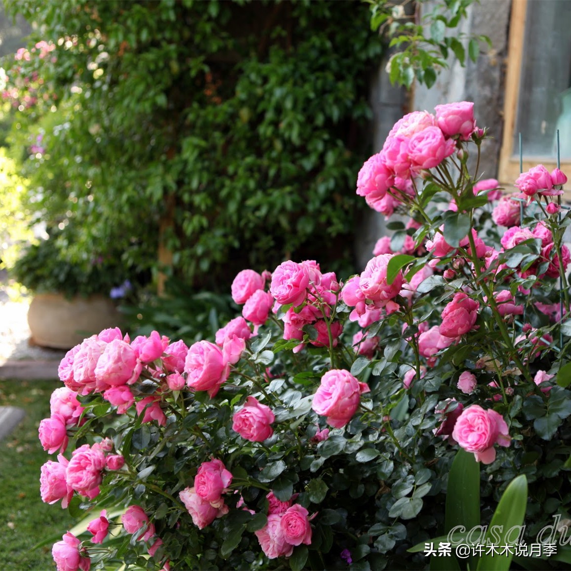 买回来的月季不长花骨朵怎么办,买回来的月季不开怎么回事