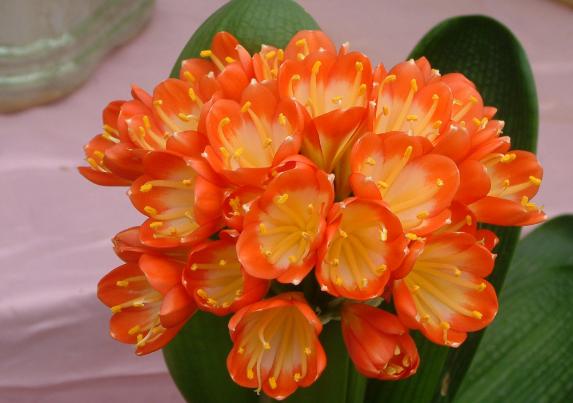 过期药养花的妙用,这五种药过期了千万别扔掉