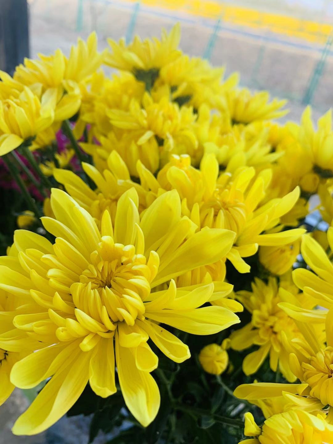 首届菊花节开幕,第三届泗阳菊花文化节