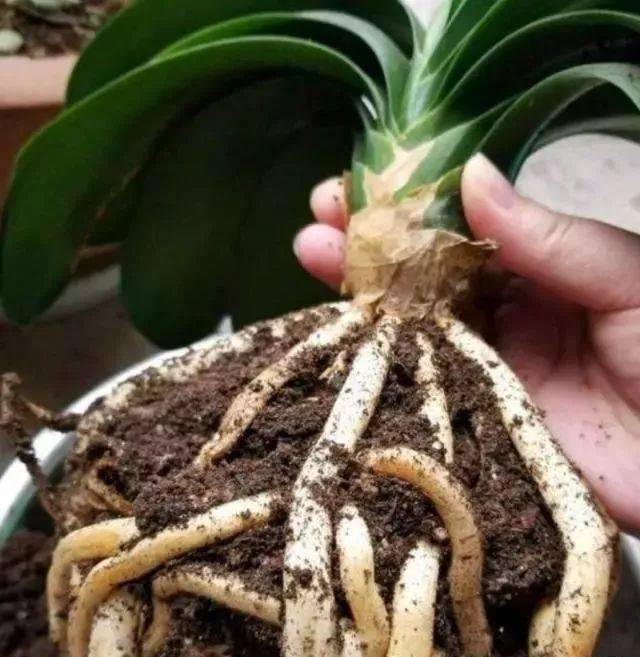 君子兰换盆最好是春季还是秋季,给君子兰换盆是春天好还是秋天好