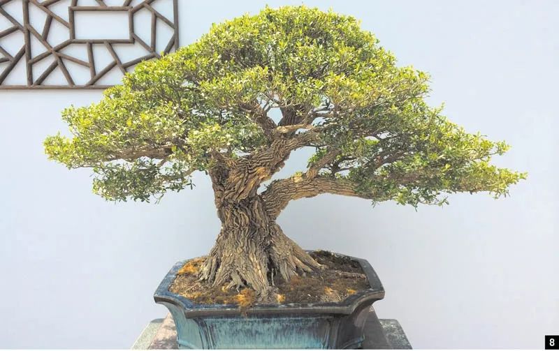 盆景修行,学习盆景技术最好的书