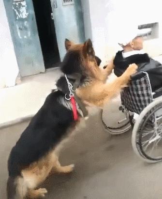 德国牧羊犬优点和缺点,德国牧羊犬的优点和缺点大揭秘