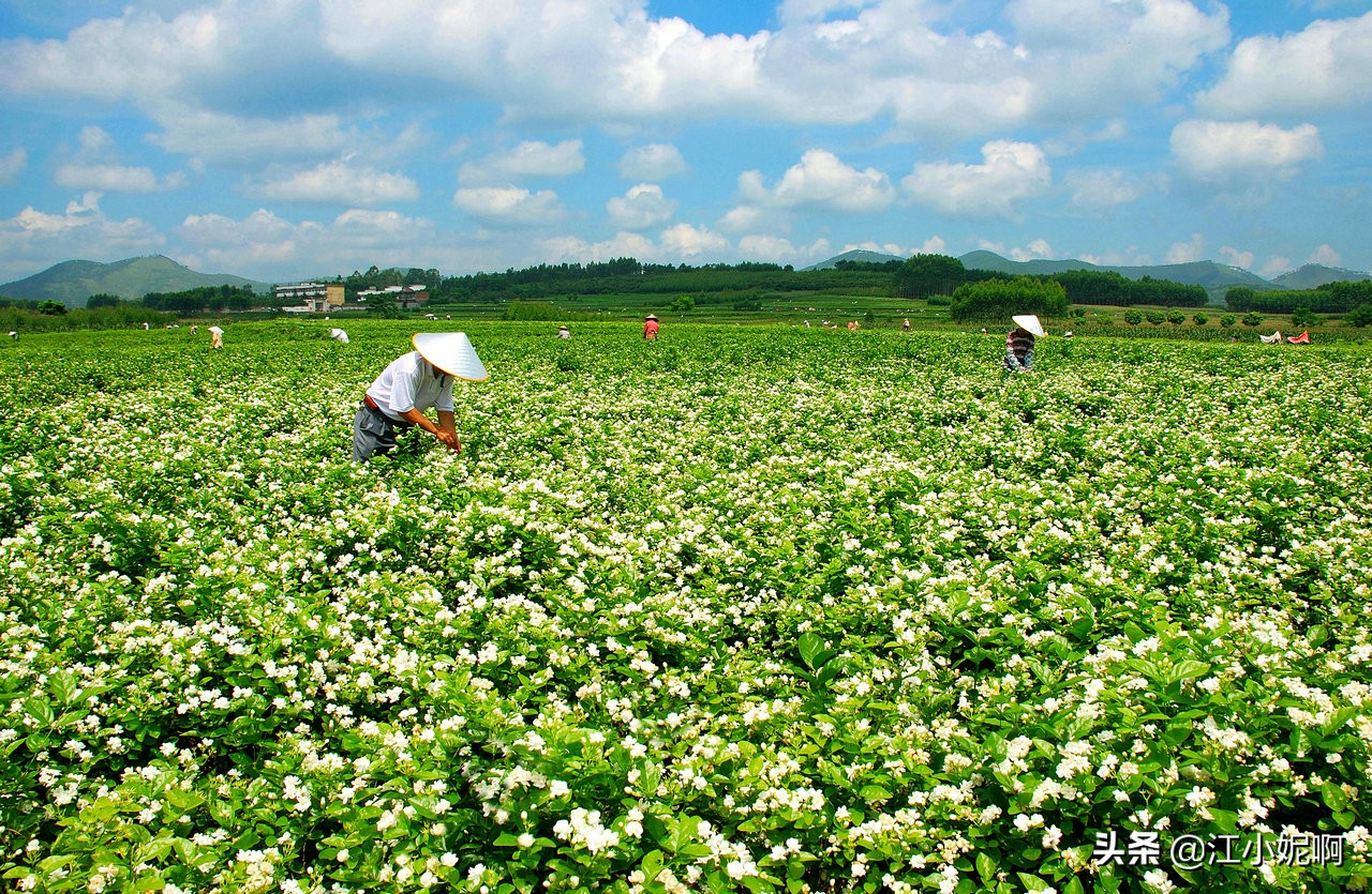 2018中国横县茉莉之乡,茉莉之乡横县