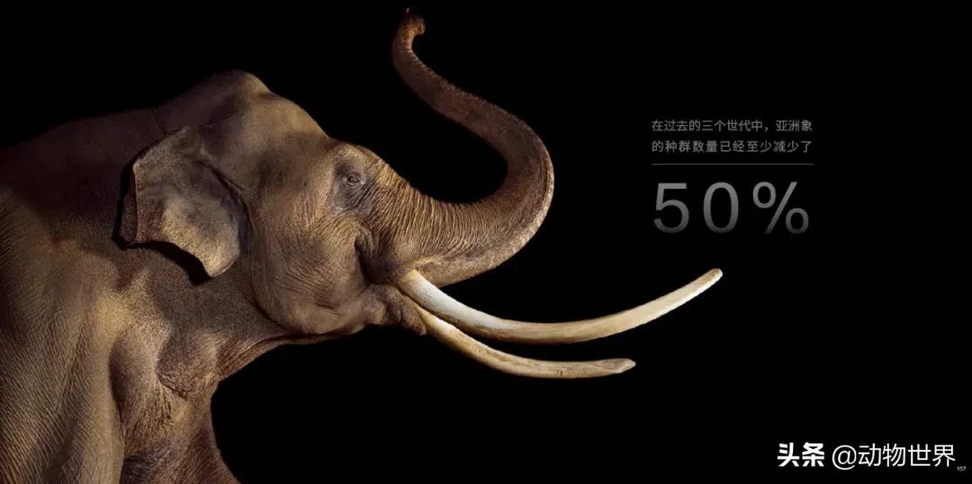 十大濒危动物国际珍惜动物保护日,世界珍稀保护动物保护日