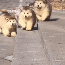 中国最受欢迎的10种狗,最受人喜爱的十种狗