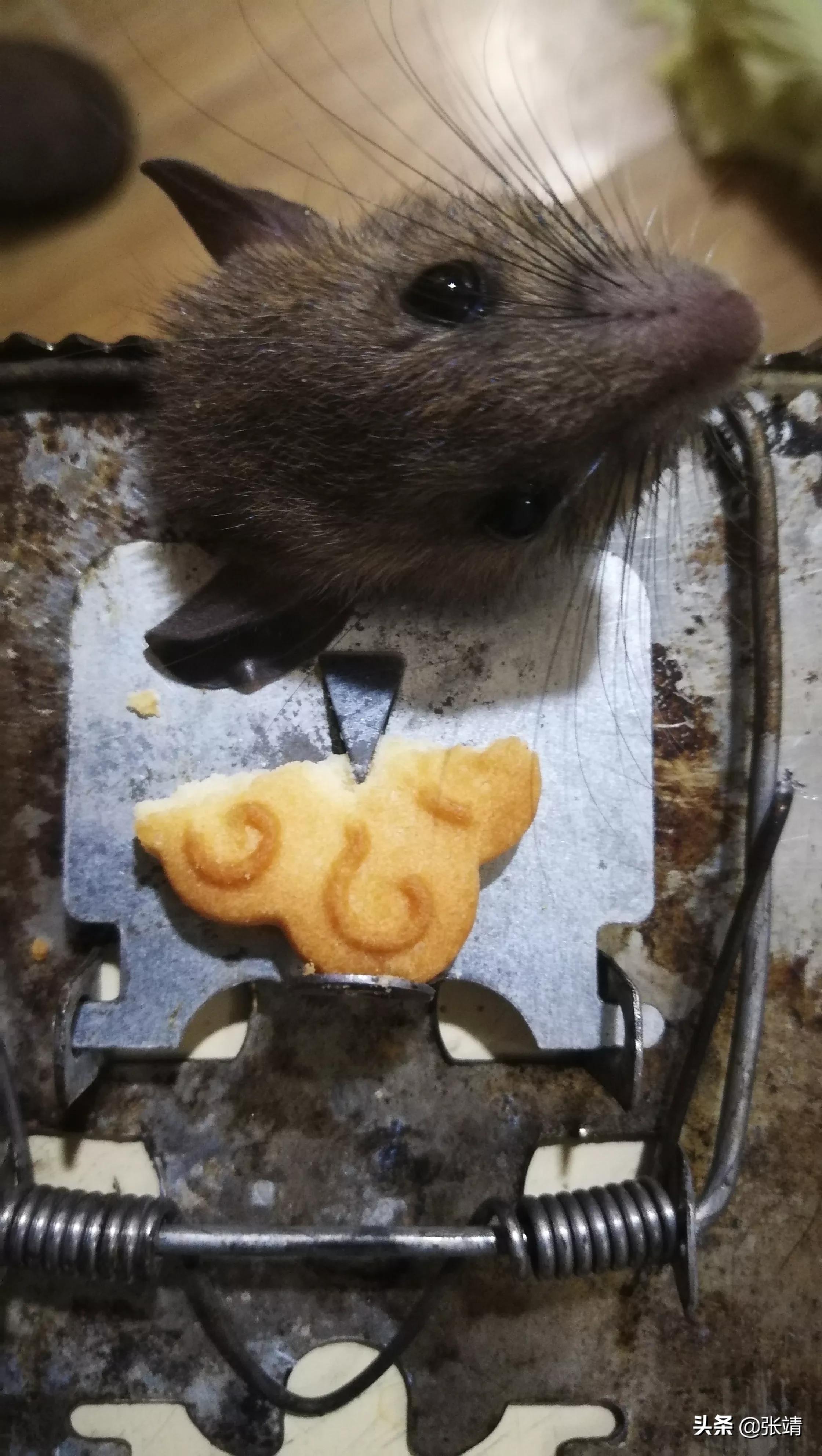 老鼠进家了怎么才能抓住,老鼠进家该找谁处理