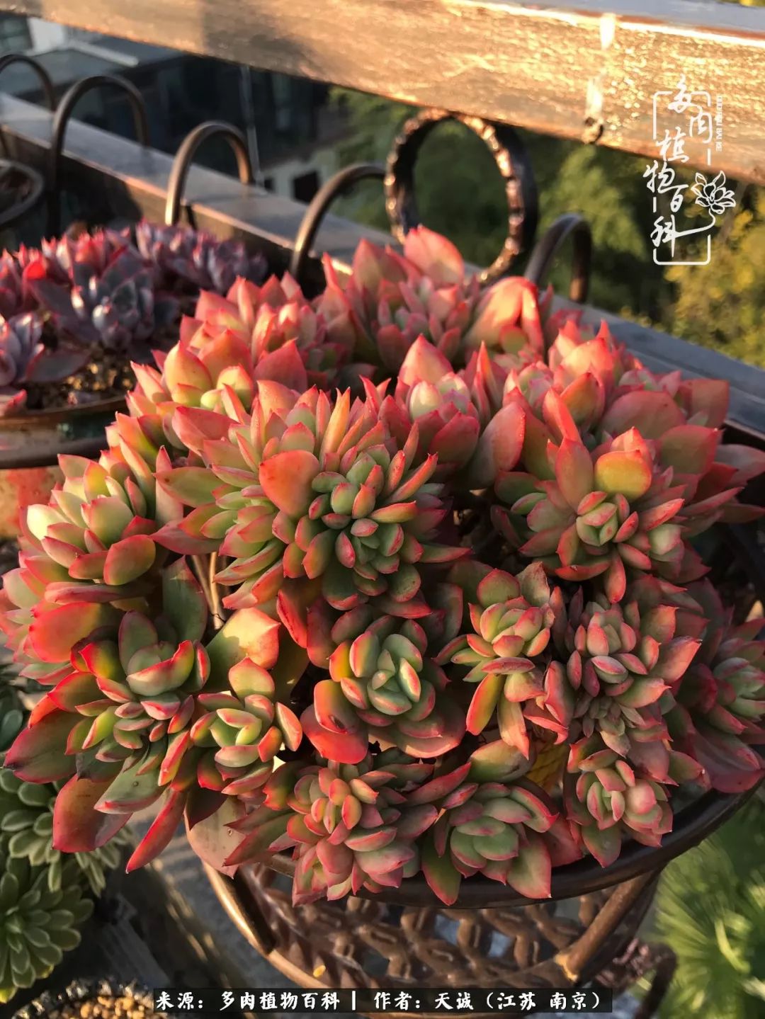 鍙拱瀵圭殑涓嶄拱璐电殑灏忔牱,鍙拱瀵圭殑涓嶄拱璐电殑鍥剧墖灞曠ず