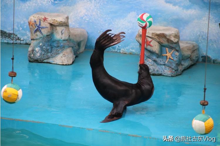 上海野生动物园冬天动物多吗,上海野生动物园中的动物