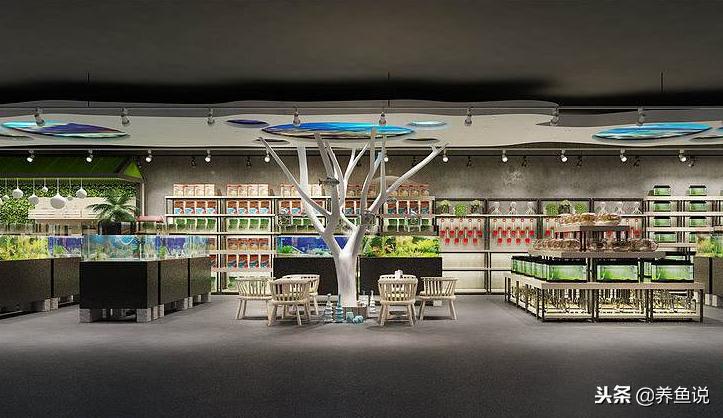 买观赏鱼应该在哪里买,现在买观赏鱼回家再小心都会死鱼