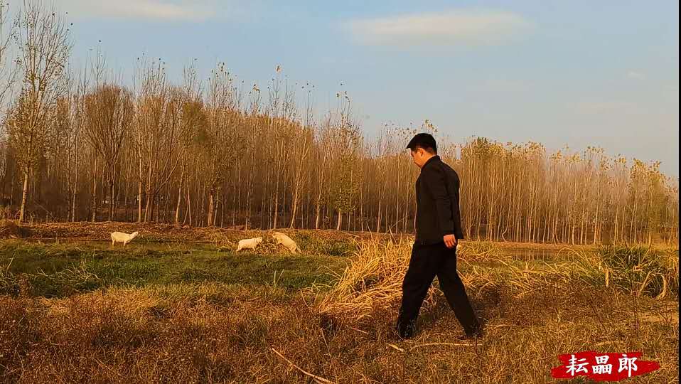 羊是如何解决爱恨情仇的？争夺配偶引发旋风相对，泗河公羊打架