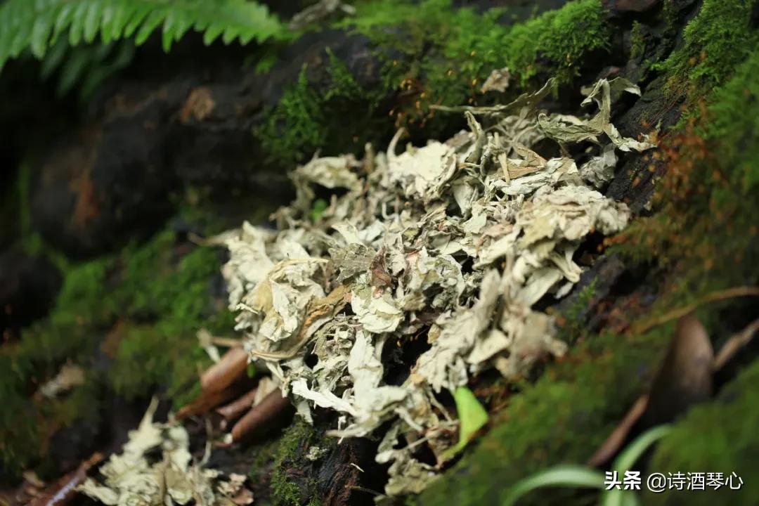中药是如何伤肝的,中药护肝有用吗
