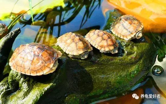 养龟十大禁忌是什么,养龟的七大禁忌有哪些