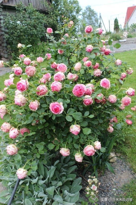 多菌灵可以治疗月季灰霉病吗,月季灰霉病黑斑病黄叶打什么药