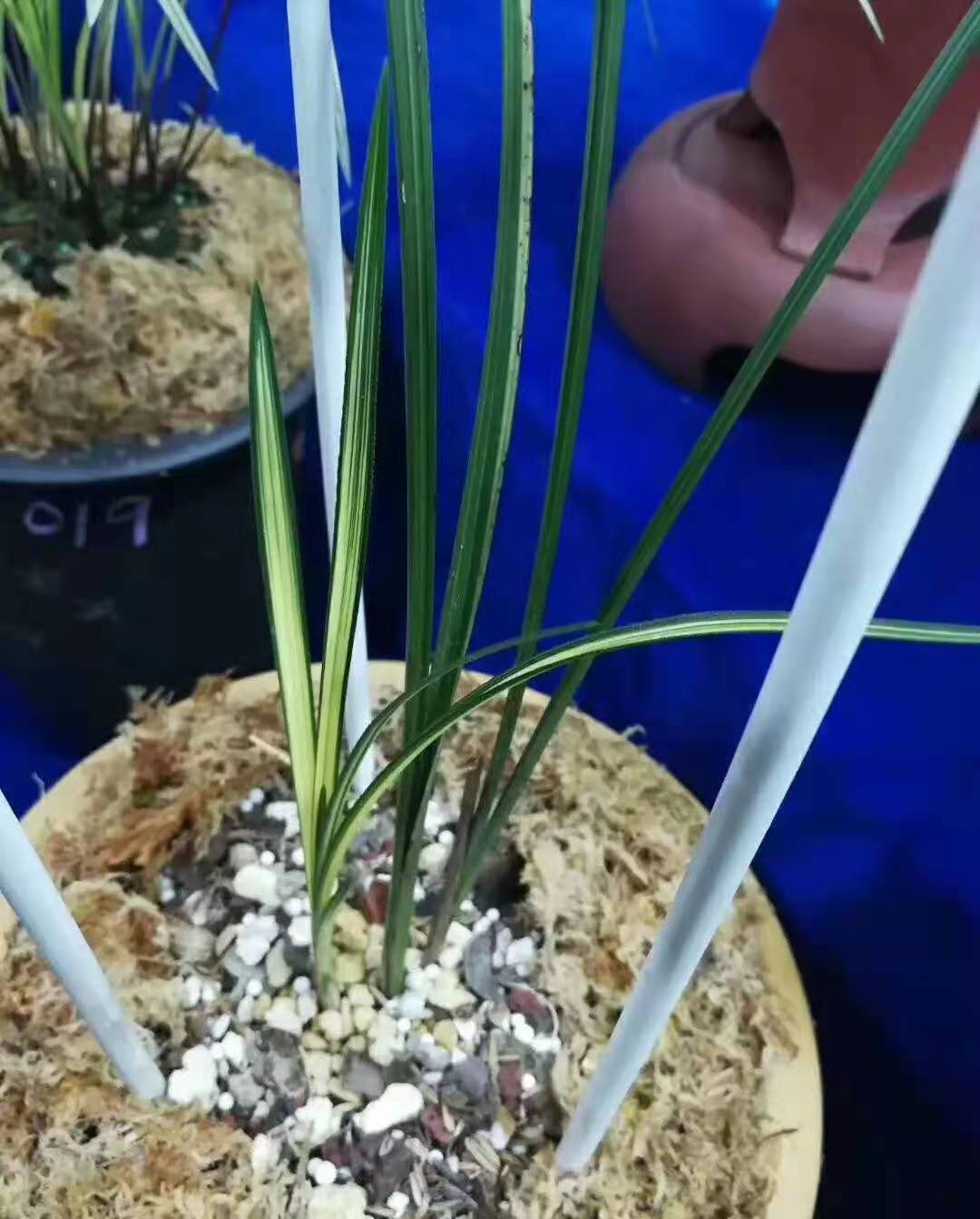 四川艺兰品鉴会上一盆标价高达1680万春剑多艺,曾轰动整个兰界