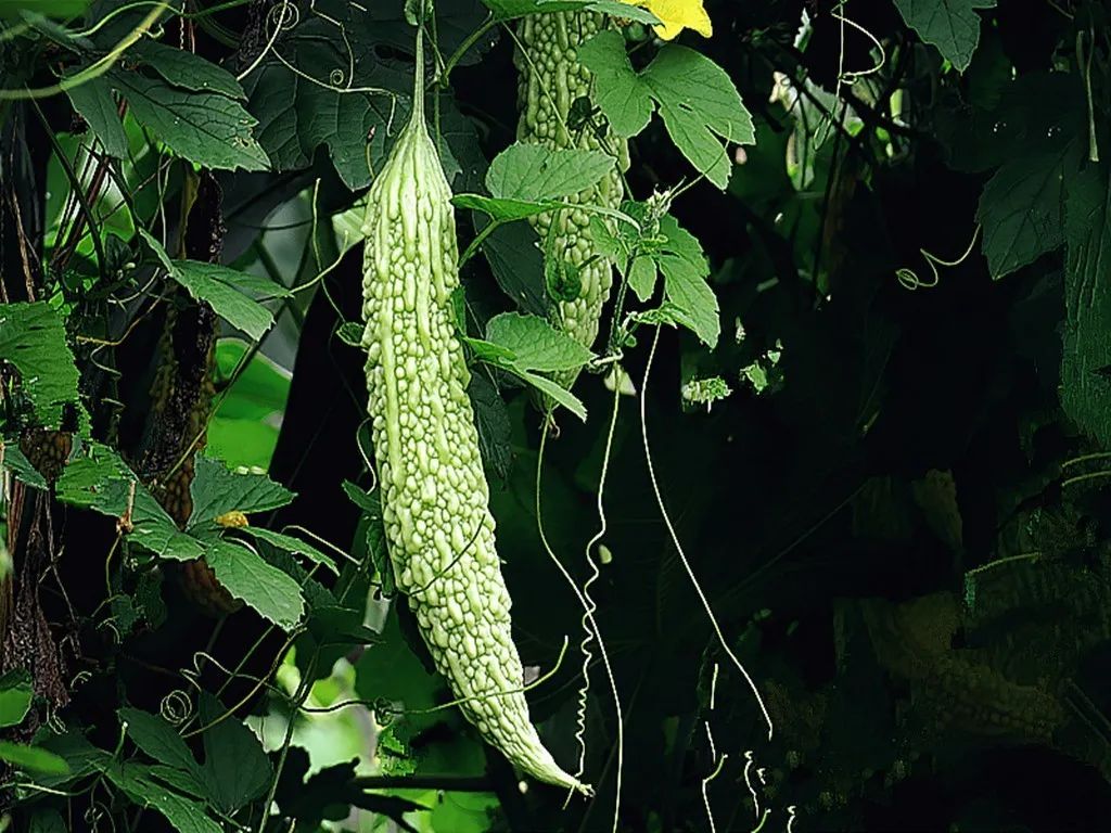 苦瓜开花坐果长不大怎么回事,苦瓜为什么老是开雄花不开雌花