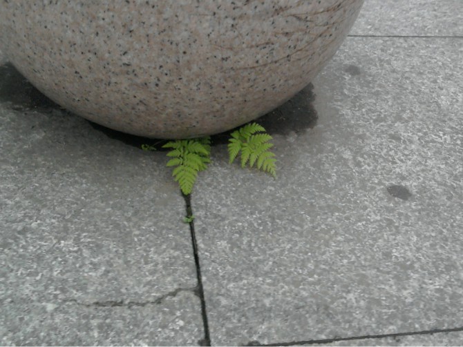 我的高四生活作文,毛坦厂的日夜