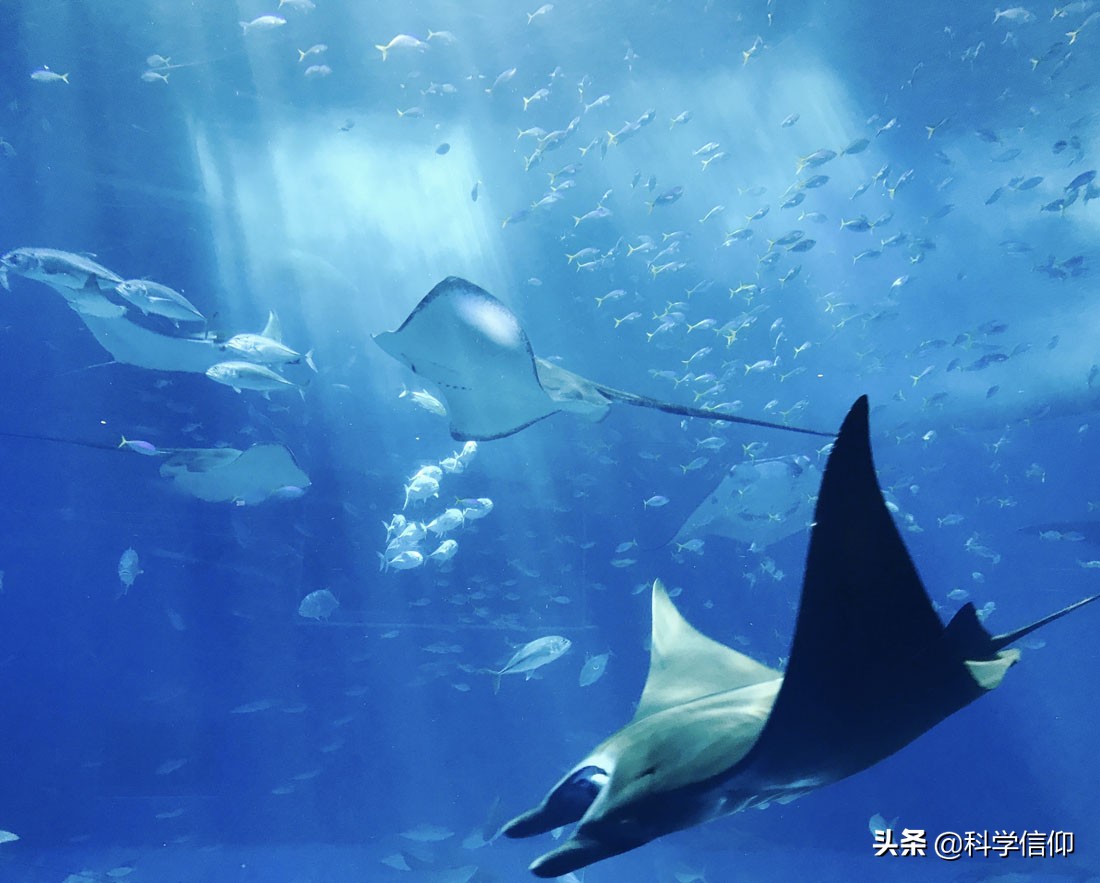 鱼儿眼中的人类,鱼儿眼睛里的世界是怎么样的