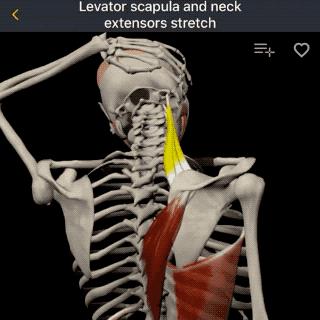 如何做好脖子的日常保健,如何做好脖子颈椎的日常运动保健