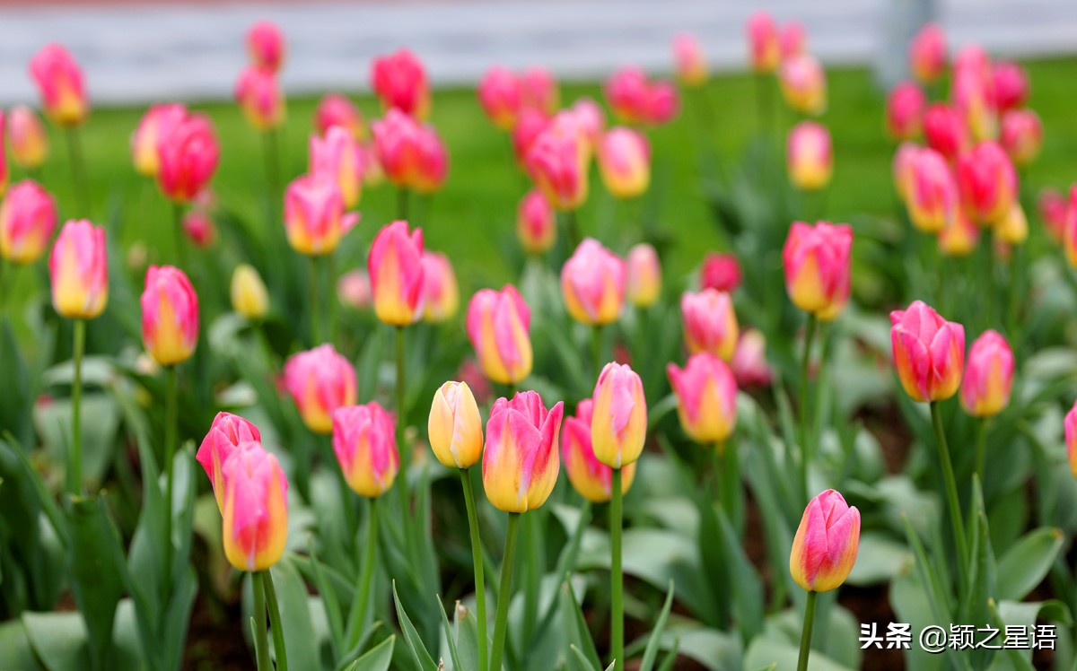 郁金香鲜花香味,郁金香鲜花诗情画意