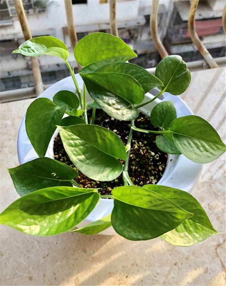 扦插的绿萝怎么才能快速爆盆,绿萝扦插方法和注意事项