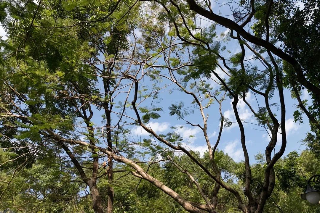 2021深圳免费适合遛娃玩地方排名,深圳免费游玩景点推荐