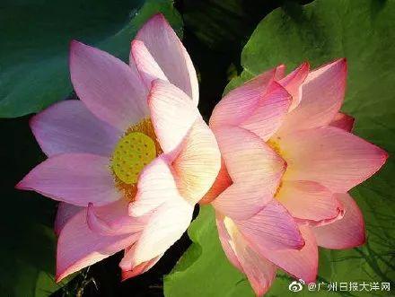 广州有荷花的地方,广州周边的荷花景点推荐