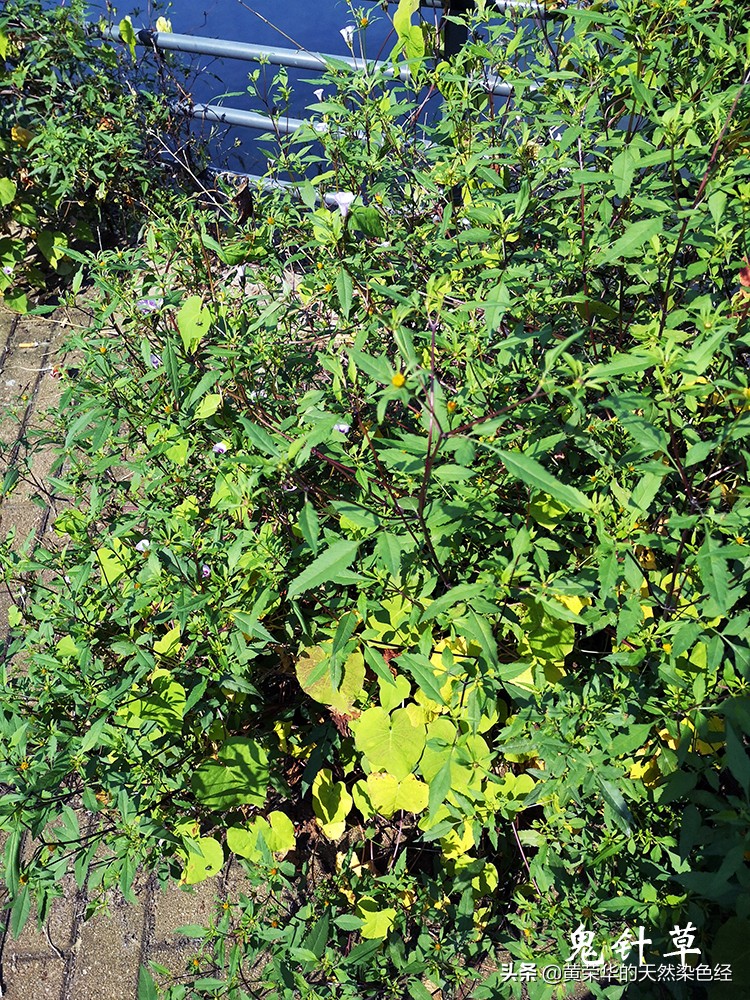 无毒黑色植物染料,可以当染料的植物