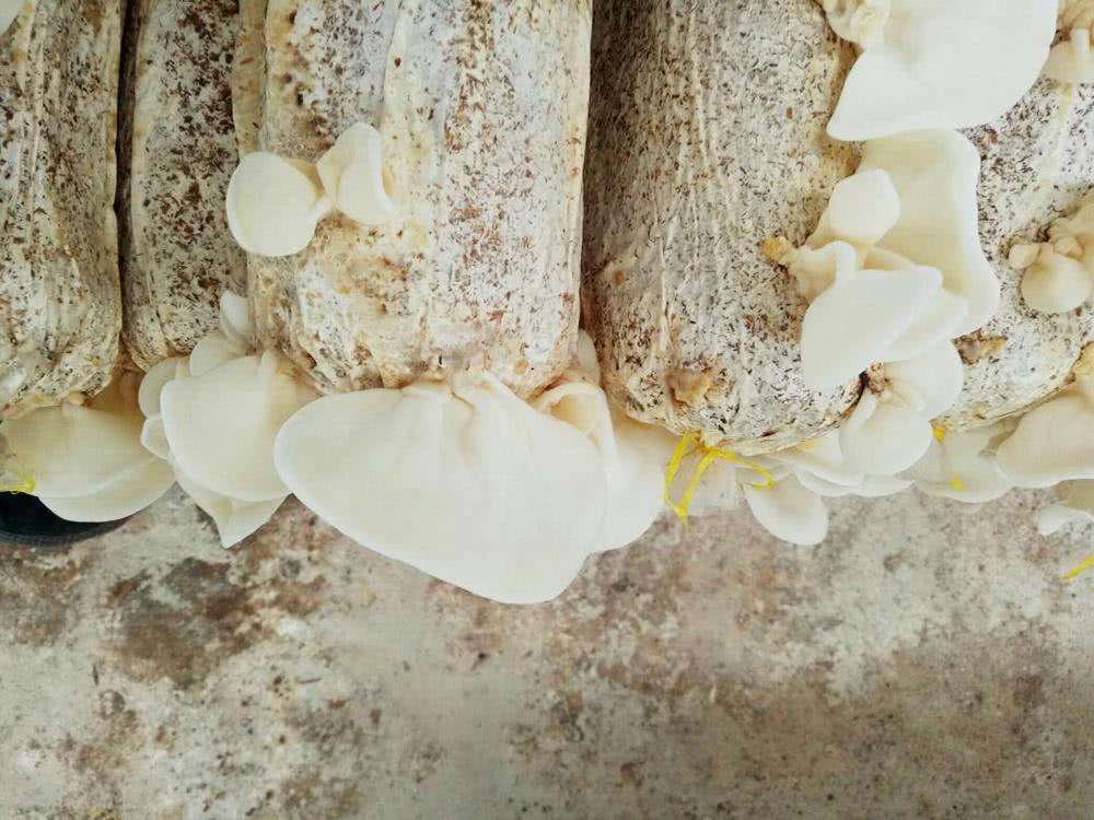 天山雪莲很像植物,罕见的植物天山雪莲