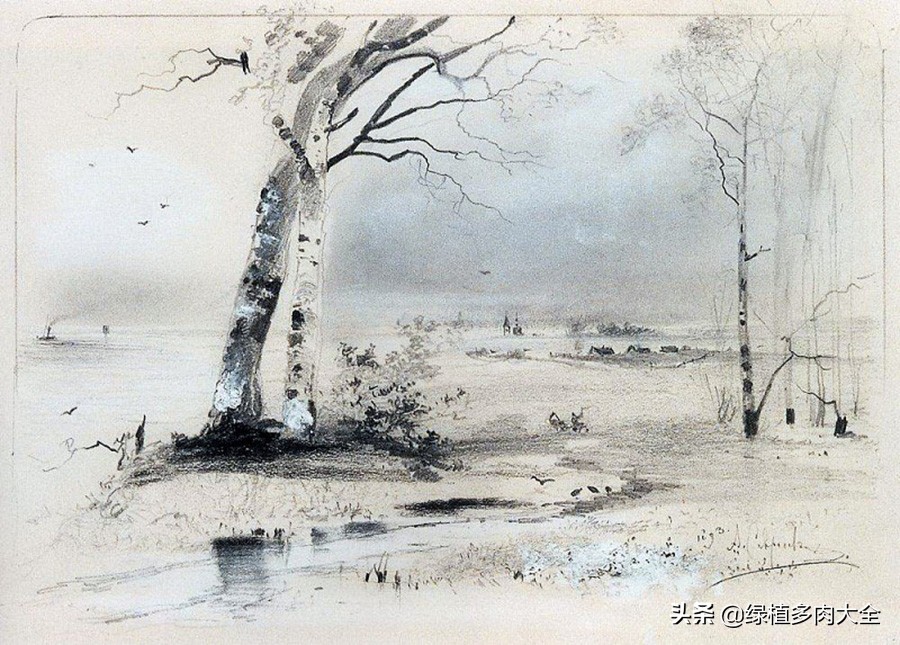 什么树长出桦树茸,除了白桦树还有什么树会长虫子