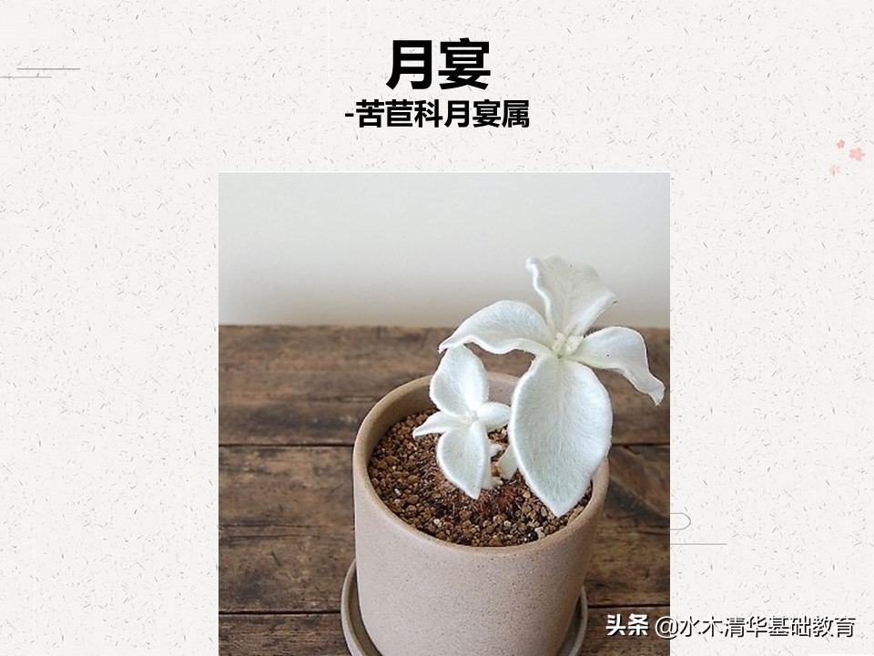 梦幻女王多肉植物百科图谱,原产地多肉植物图谱pdf