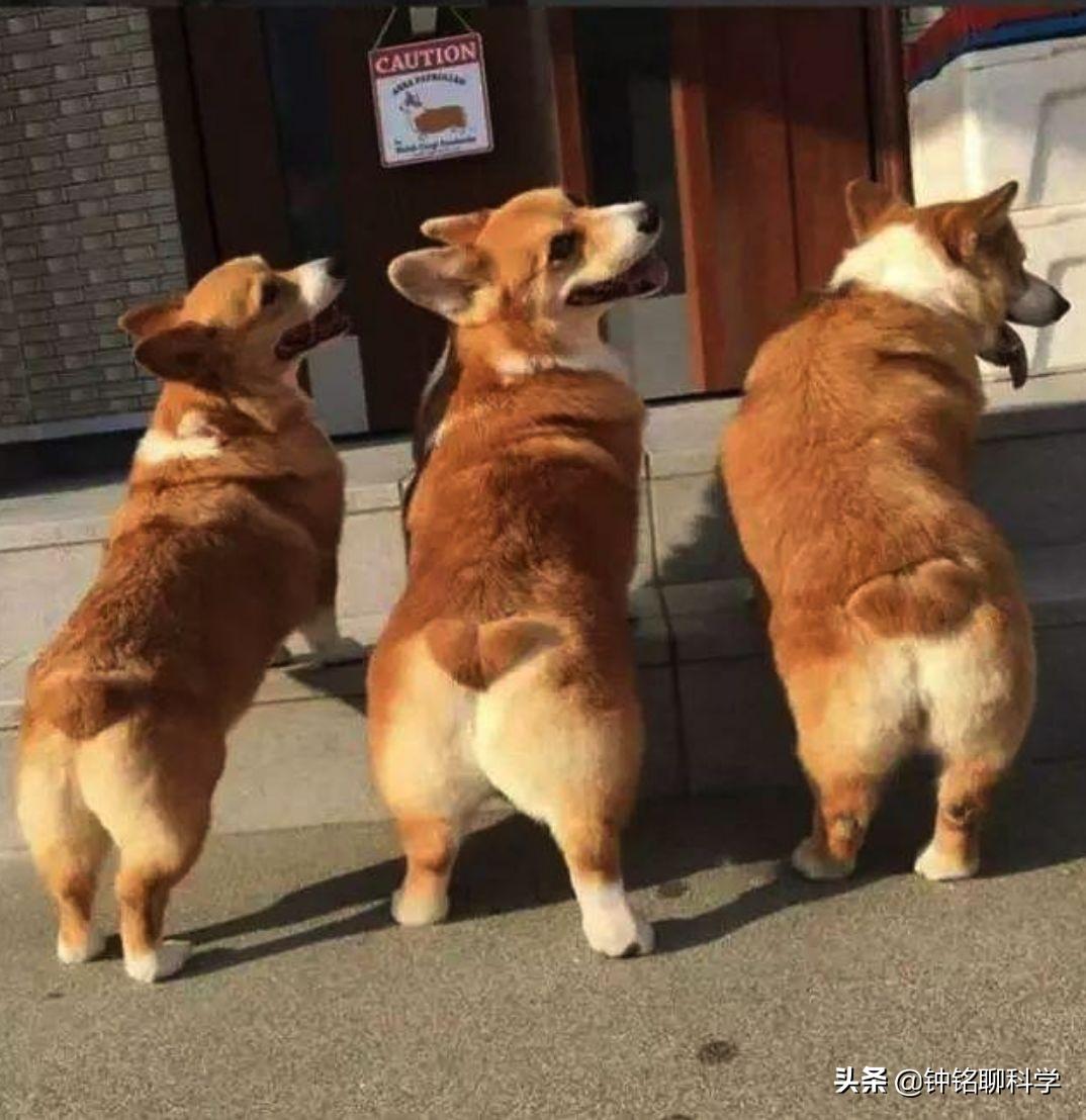 人类菊花四周为什么会有毛，有什么用途吗？