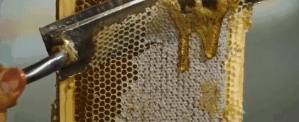 蜂蜜枣花蜜和槐花蜜哪个好,土蜂蜜和槐花蜜哪个比较好