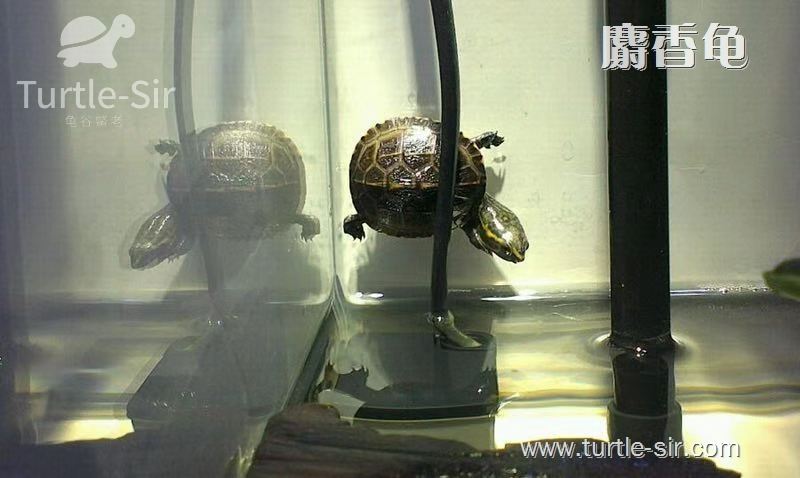 麝香蛋龟和大鳄龟哪个值得养,麝香蛋龟多大可以深水养