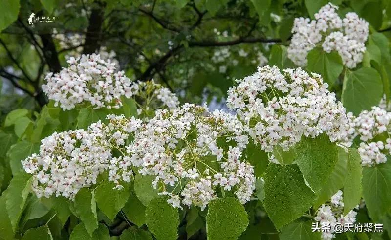 仁寿夏季旅游景区,2020仁寿旅游