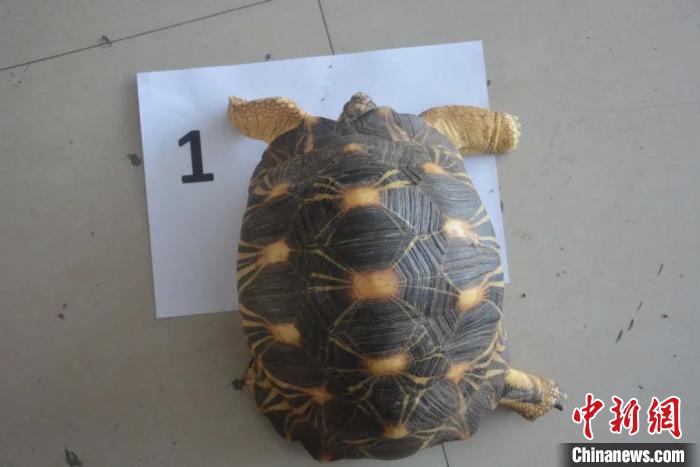 龟仙人被判刑了吗,浙江温岭野生动物案