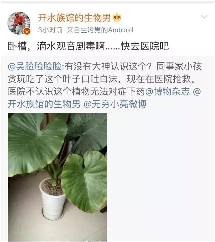 宝宝误食家里养的植物叶子,孩子误食有毒植物