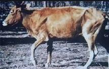 犊牛病诊断与治疗,犊牛佝偻病治疗方法