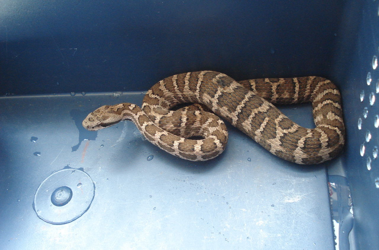 东北有毒蛇么,有毒的蛇图片有哪些