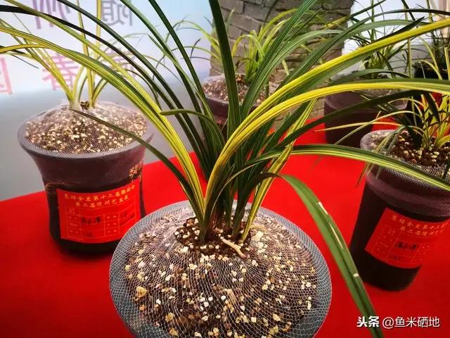 最贵的兰花价格排行榜前十名,2021年最贵兰花成交价格