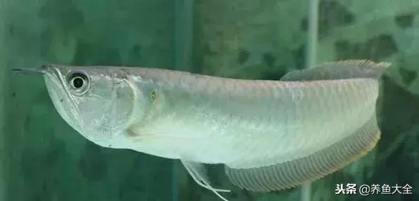 最贵的海水观赏鱼排名前十名,中国最贵的观赏鱼排行榜top10