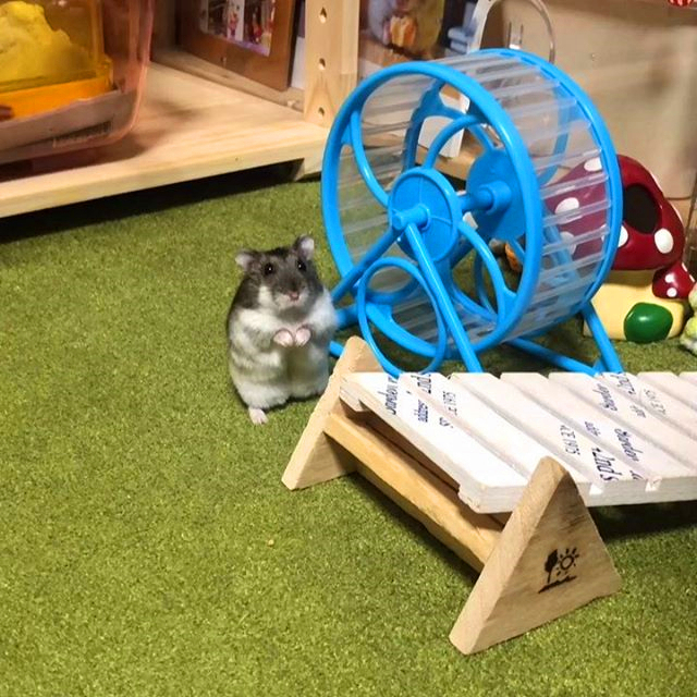 仓鼠粮食被老鼠偷吃了,仓鼠专吃鼠粮