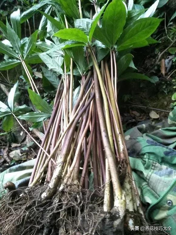 七叶一枝花民间传说,农村野生七叶一枝花