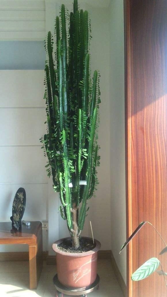 一年四季不死的十种花水养,浇水过多死的植物