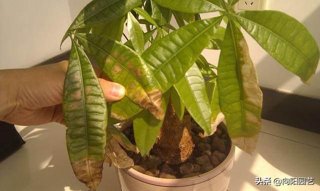 发财树树叶变紫色,发财树黄叶变绿叶的花肥