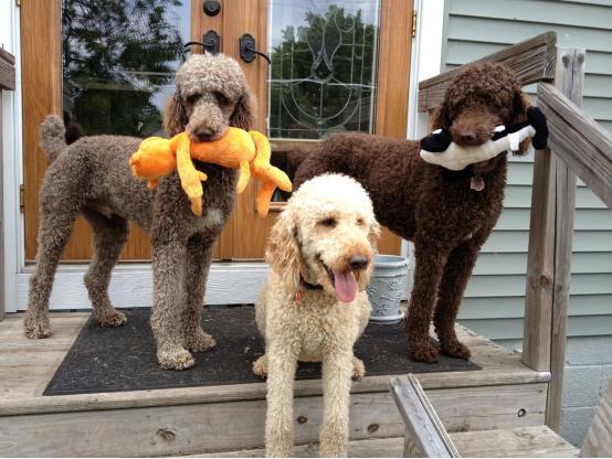 狗狗一直啃咬手怎么回事,狗狗一直抓挠啃咬身体要怎么办